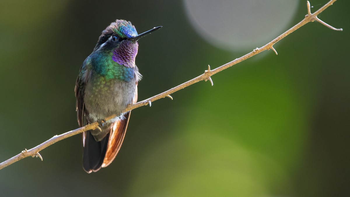 Purple-throated Mountain-gem - ML406949251