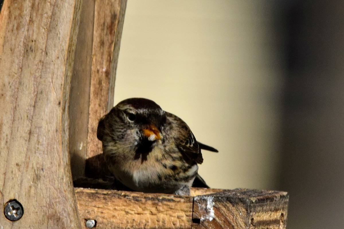 Common Redpoll - Mark Bishop