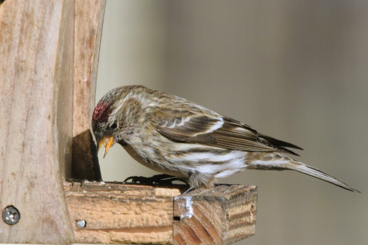 Redpoll (Common) - ML406949981