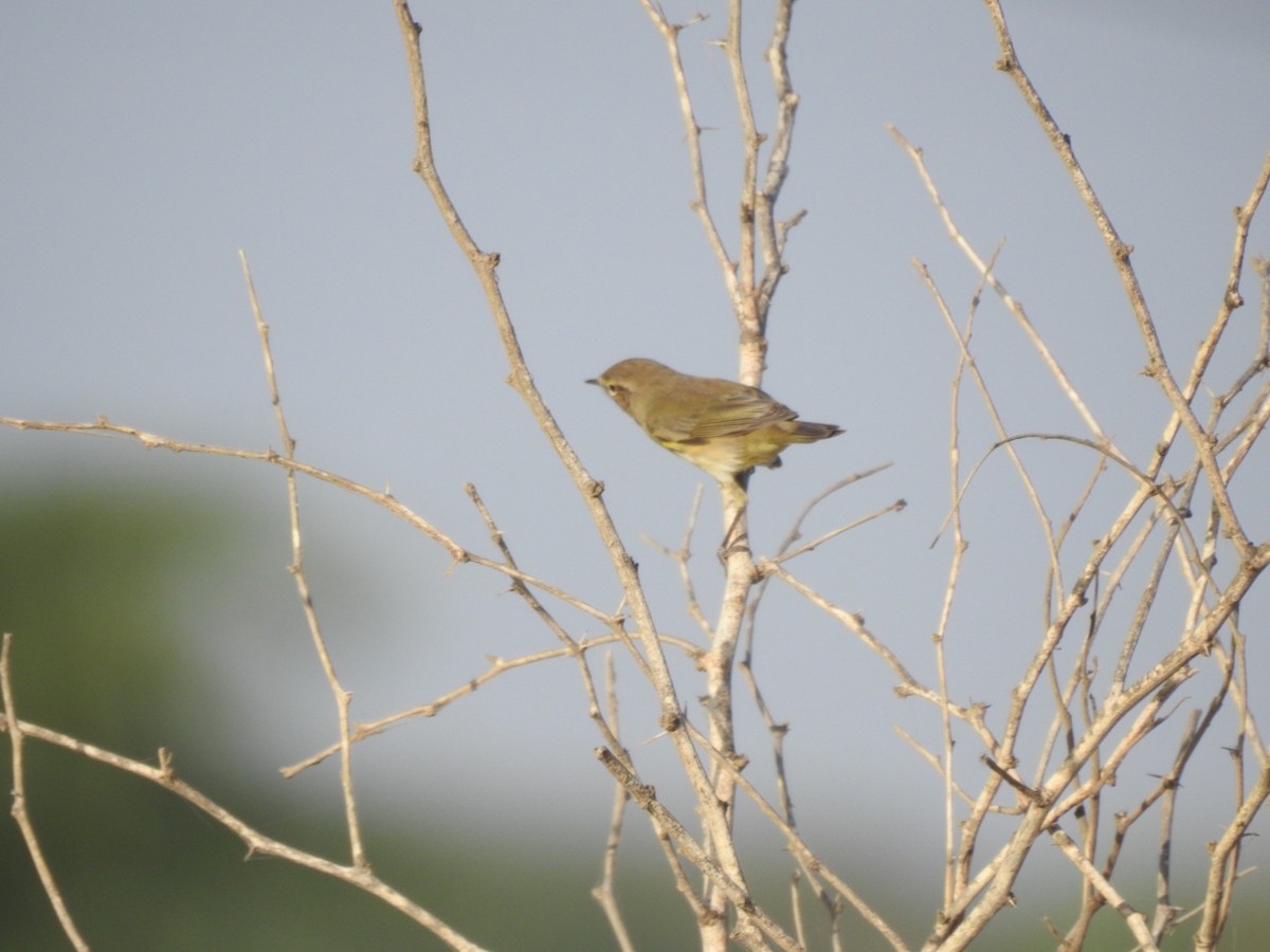 Common Chiffchaff - Harley Winfrey