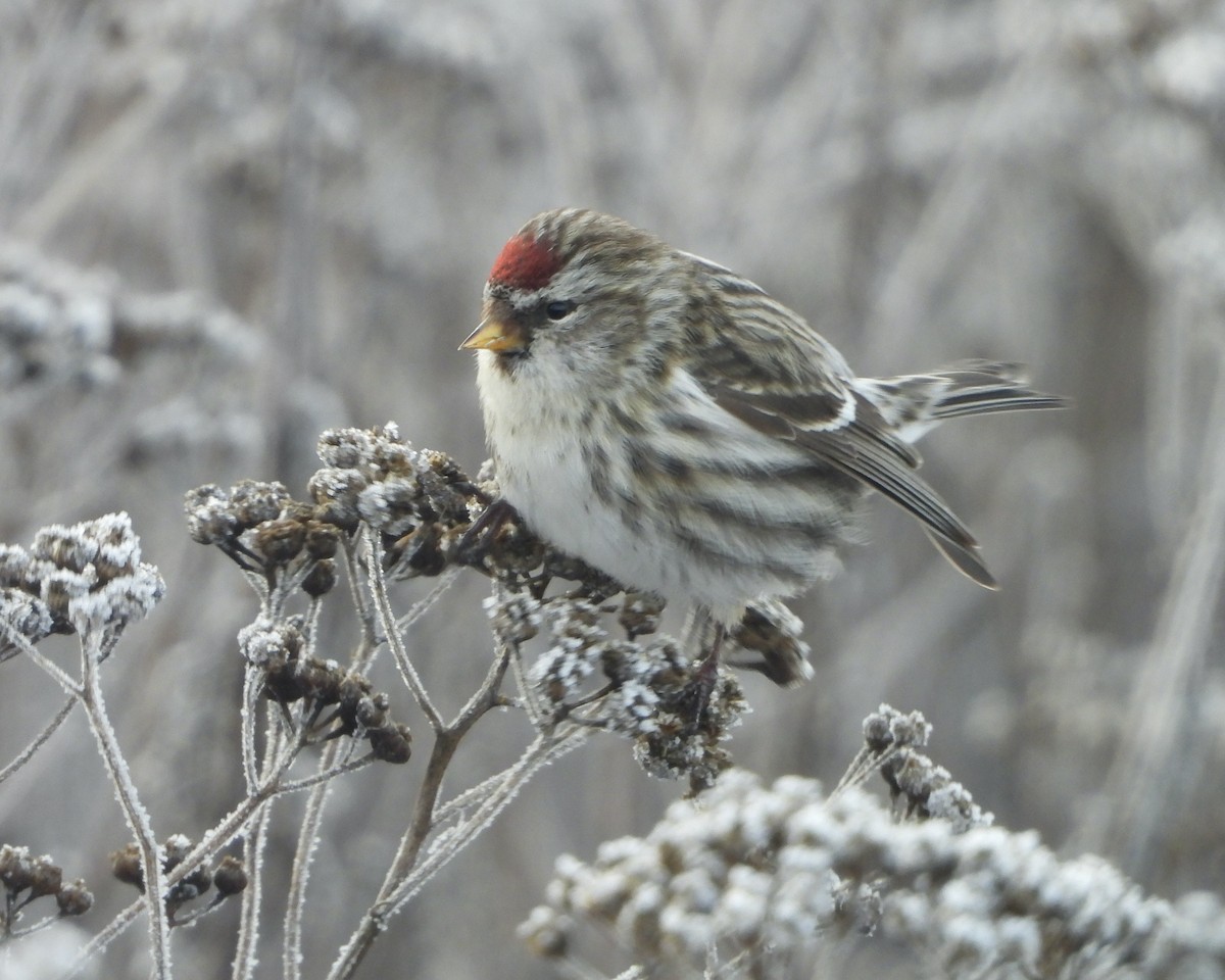 Common Redpoll - ML406950401