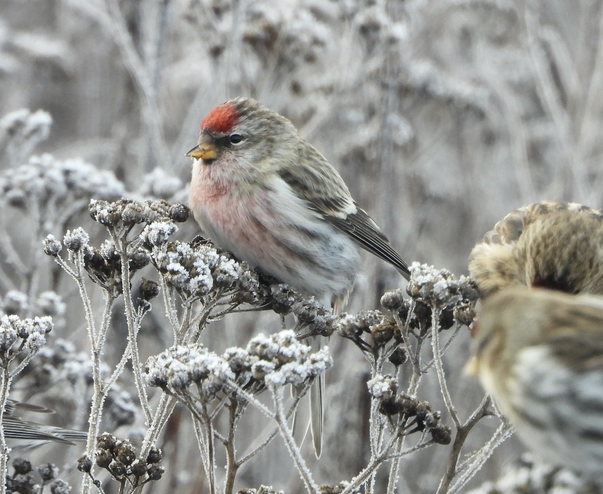 Common Redpoll - Tom Zavitz