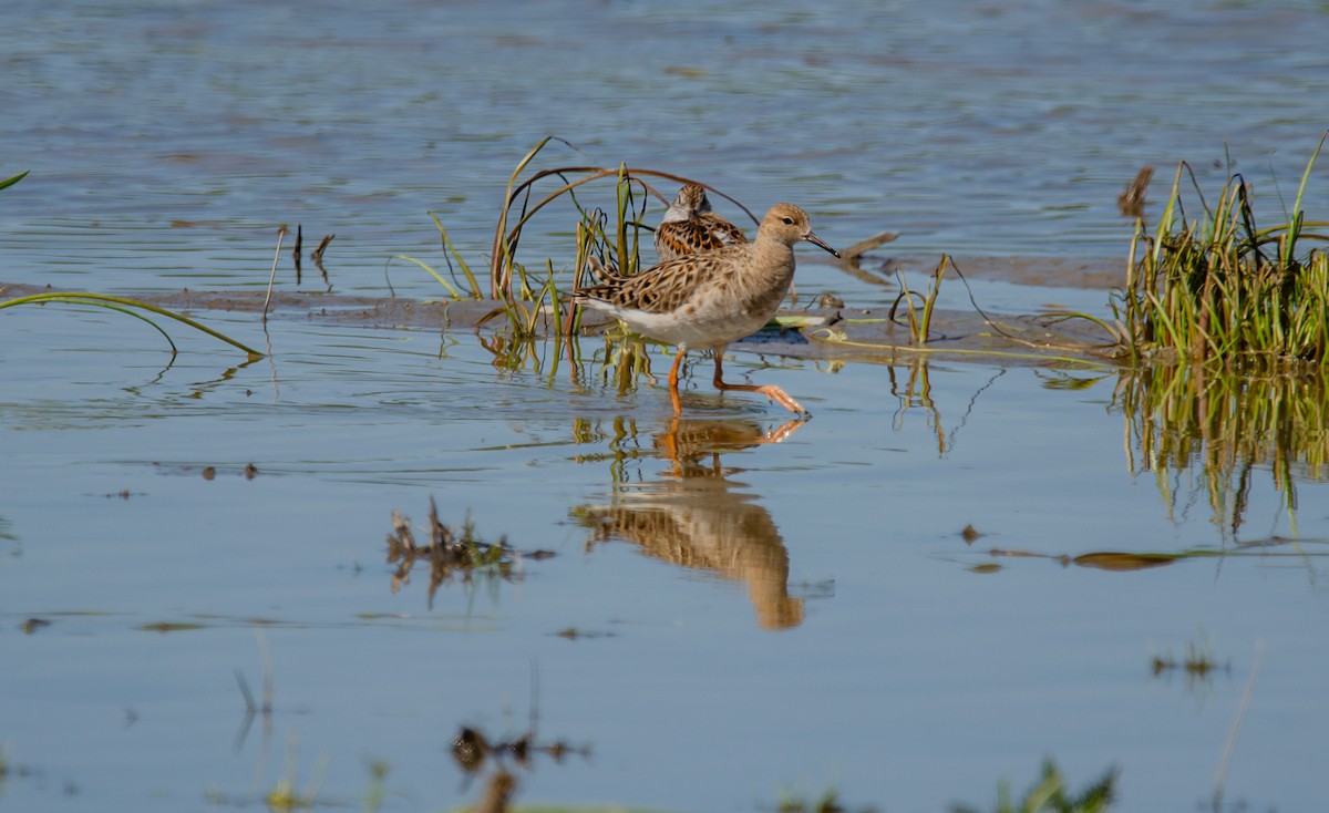 Kampfläufer - ML406951371