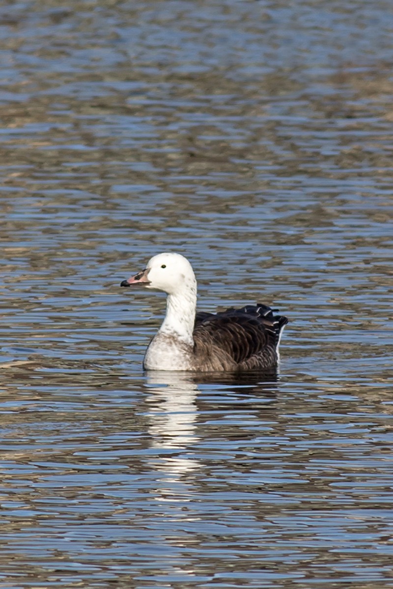 Snow x Canada Goose (hybrid) - ML406951381