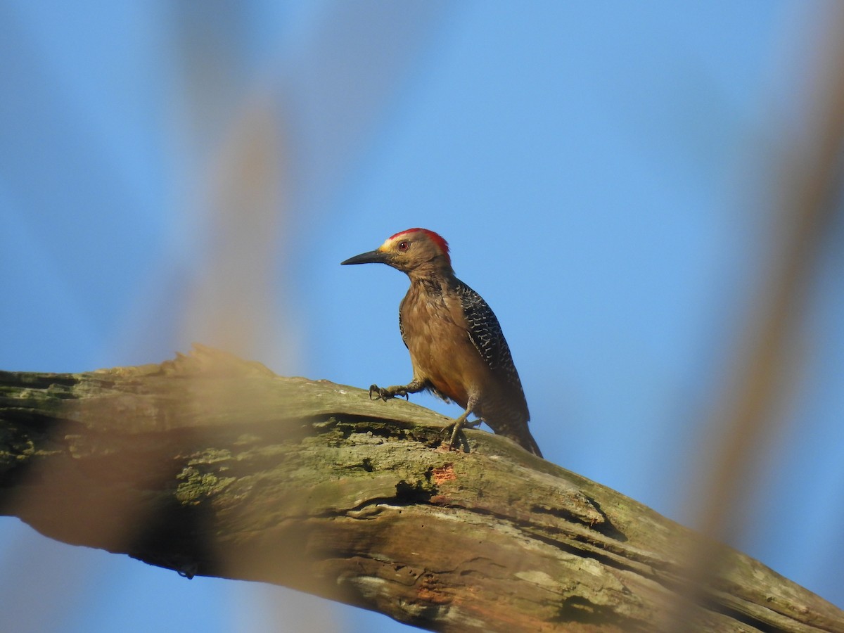 Golden-fronted Woodpecker - ML406951661