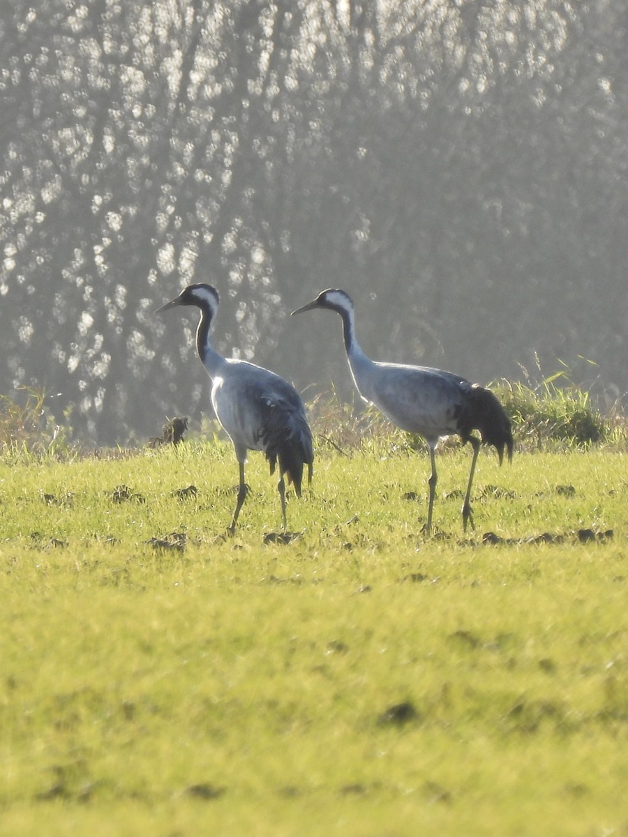 Common Crane - ML406951951