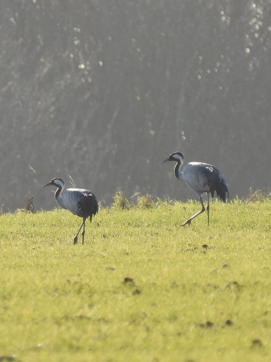 Common Crane - ML406952021