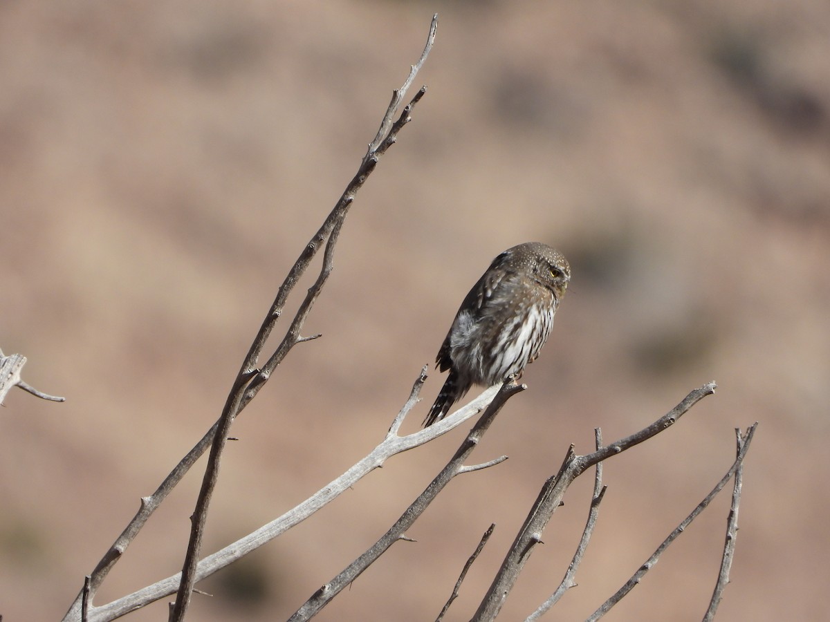 Northern Pygmy-Owl - ML406952211