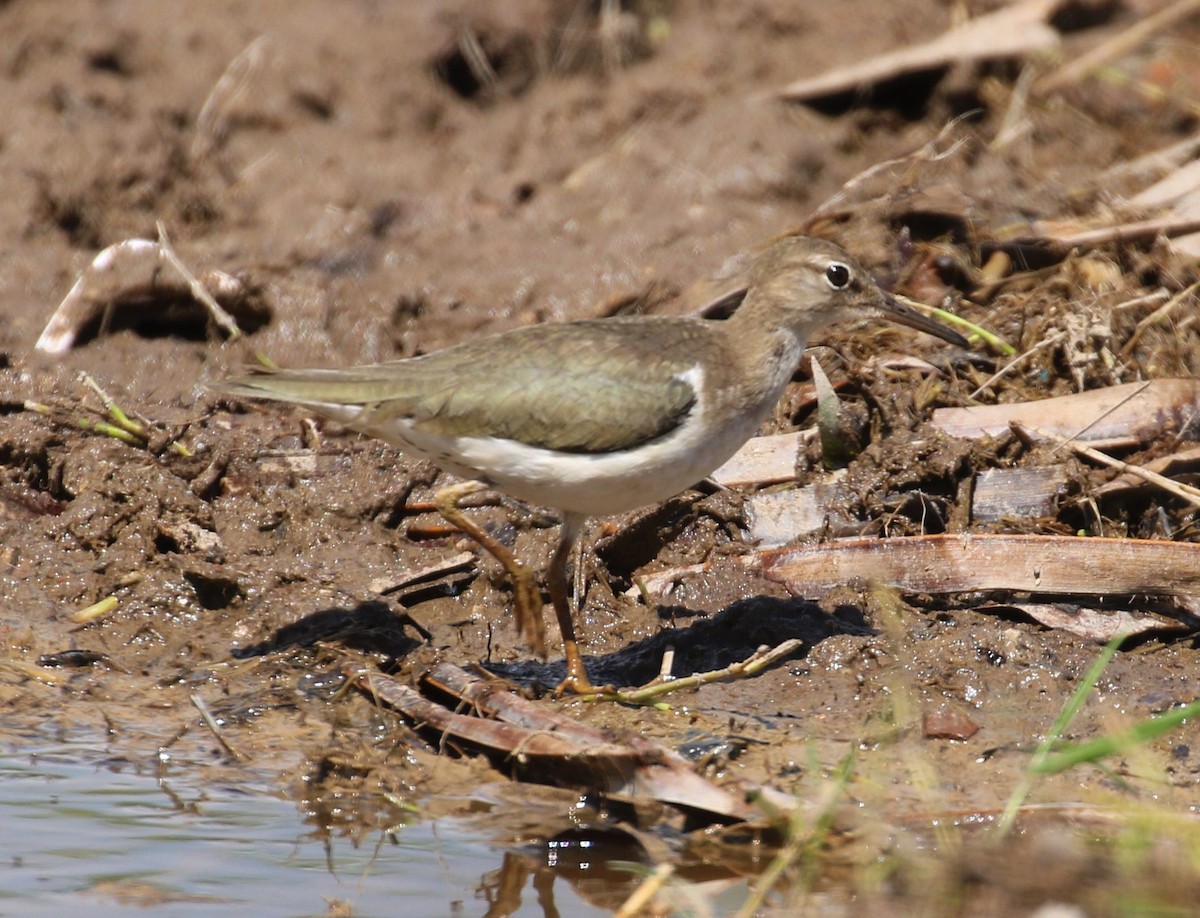 Spotted Sandpiper - Mats Hildeman