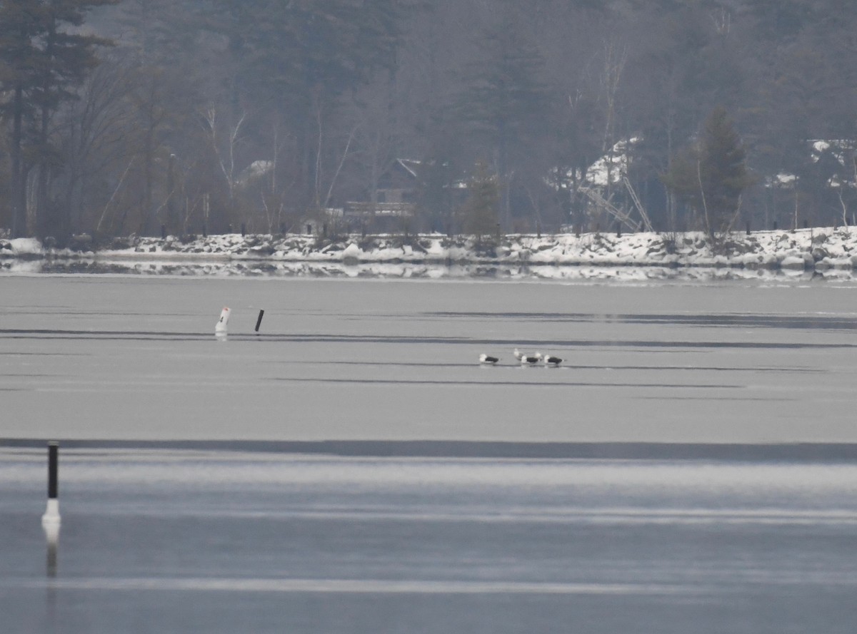 Great Black-backed Gull - ML406954321