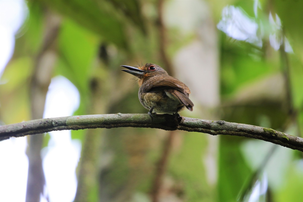 Fulvous-chinned Nunlet - ML406955491