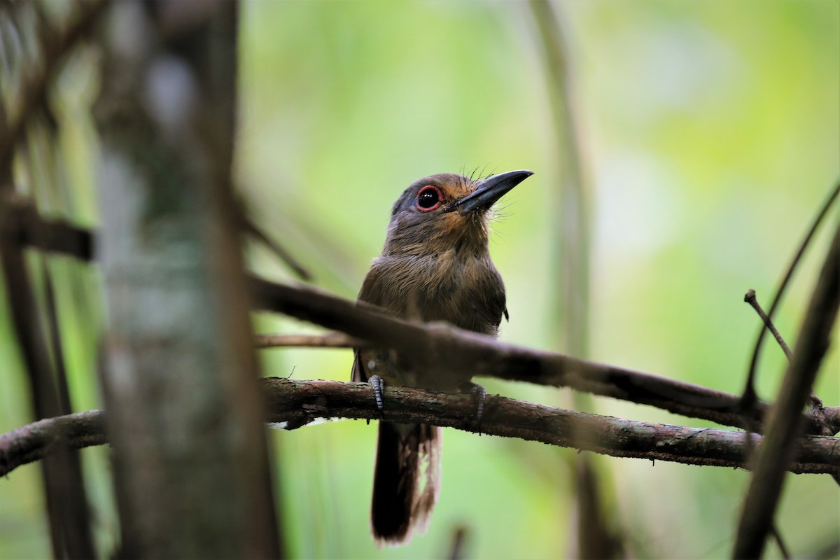 Fulvous-chinned Nunlet - ML406957141