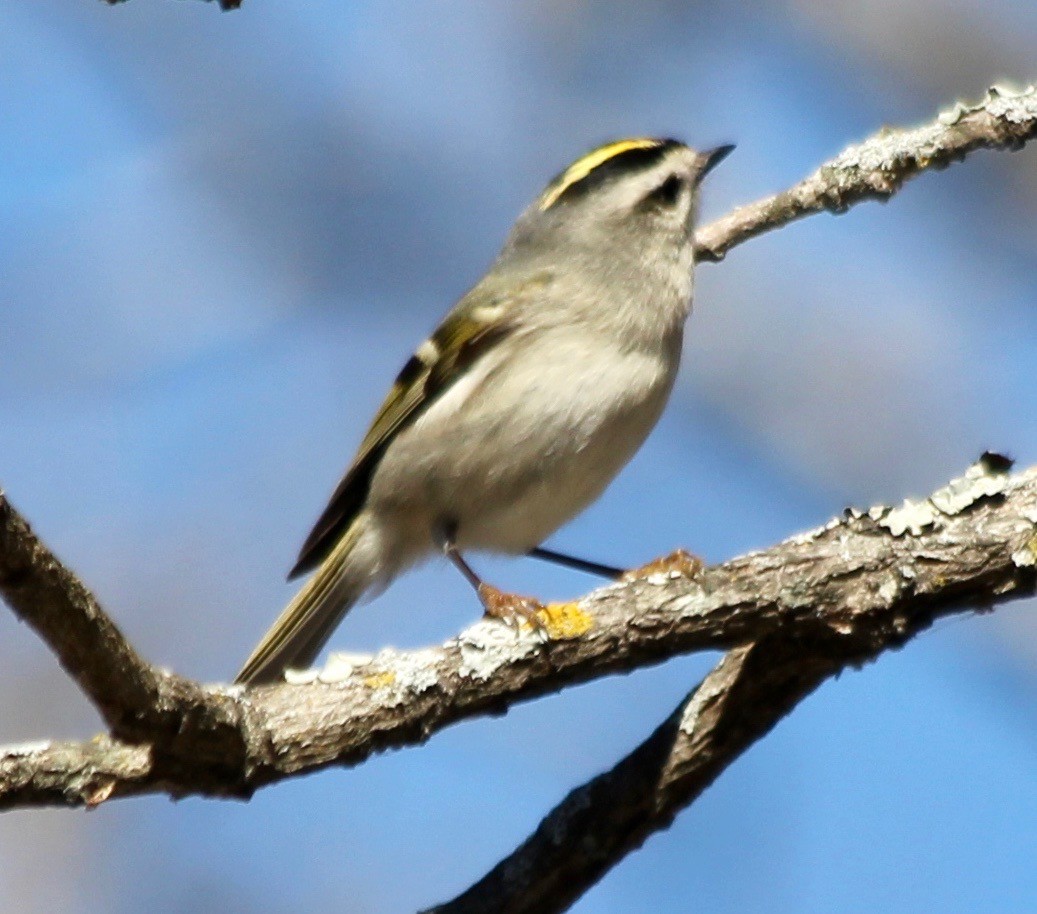 Golden-crowned Kinglet - David Brotherton, cc