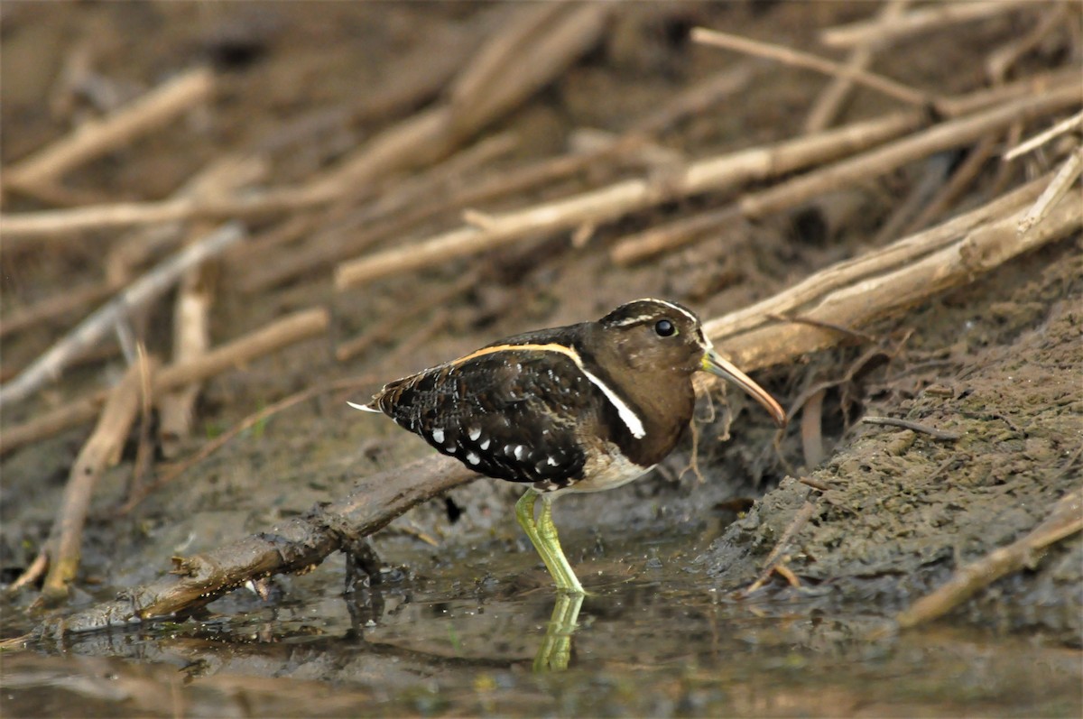 South American Painted-Snipe - ML406958261