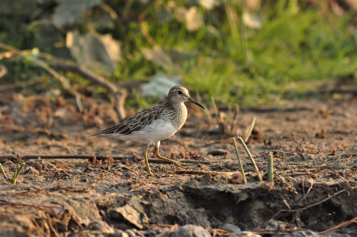 Pectoral Sandpiper - Fermin Zorrilla