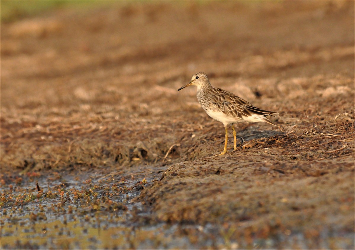 Pectoral Sandpiper - ML406958521