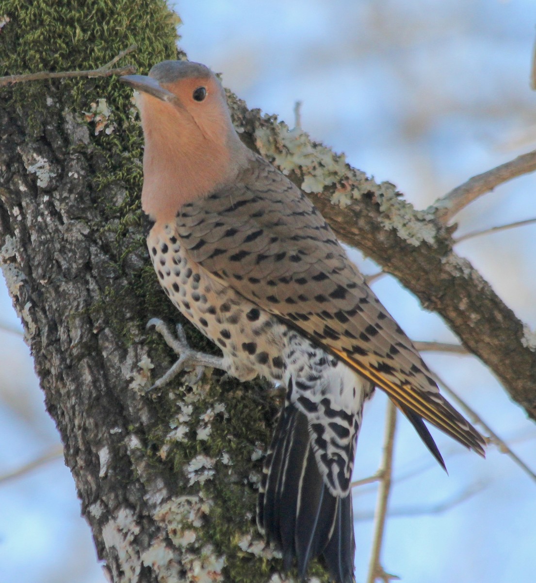 Northern Flicker - ML406958581