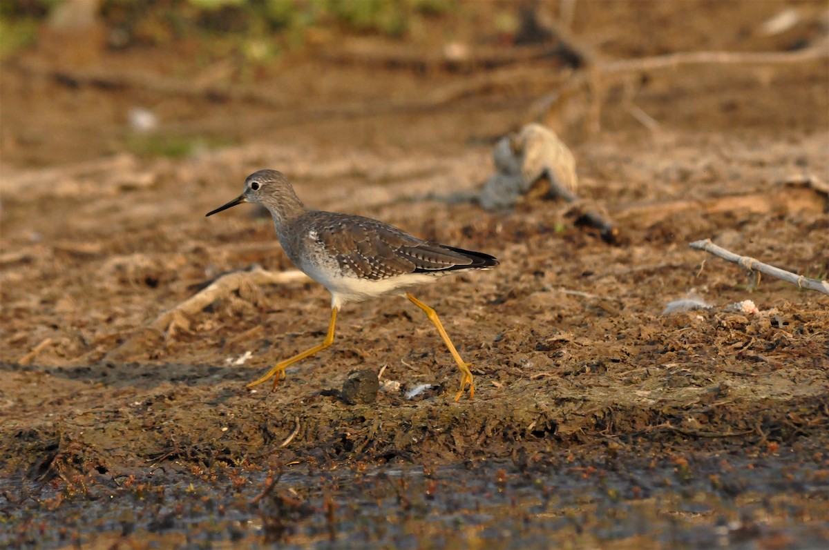 Greater Yellowlegs - Fermin Zorrilla