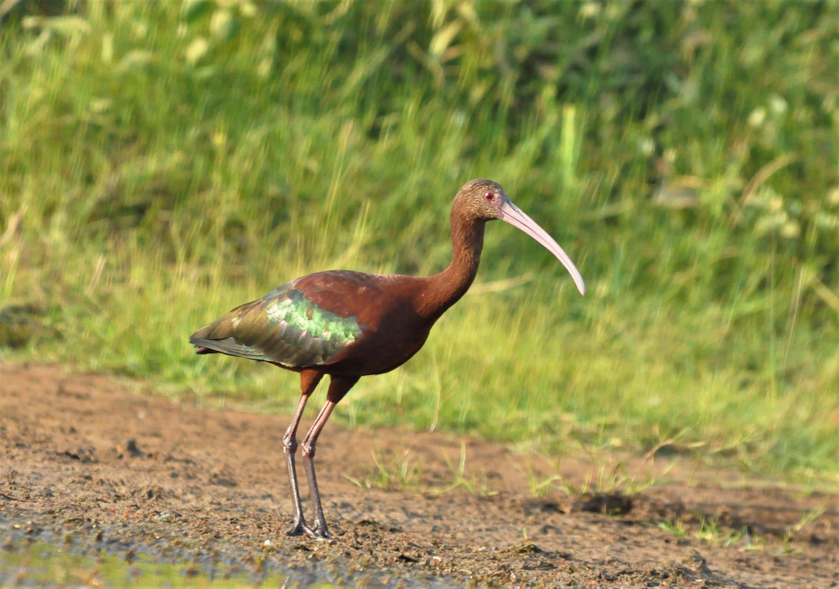 White-faced Ibis - Fermin Zorrilla