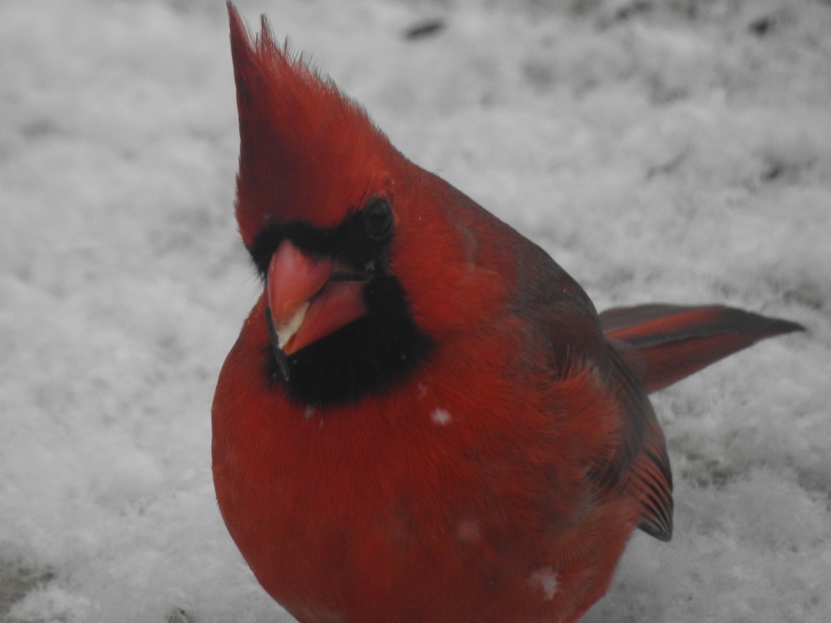 Cardinal rouge - ML406959031