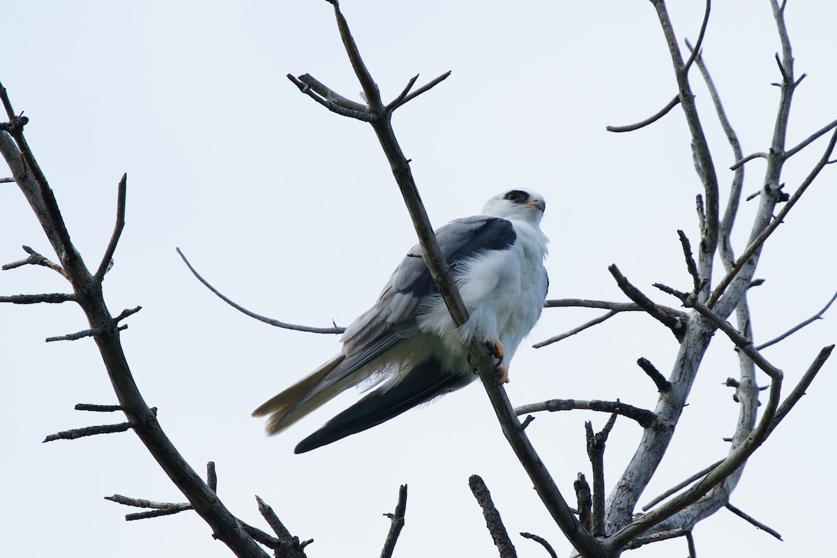 White-tailed Kite - Félix Cloutier