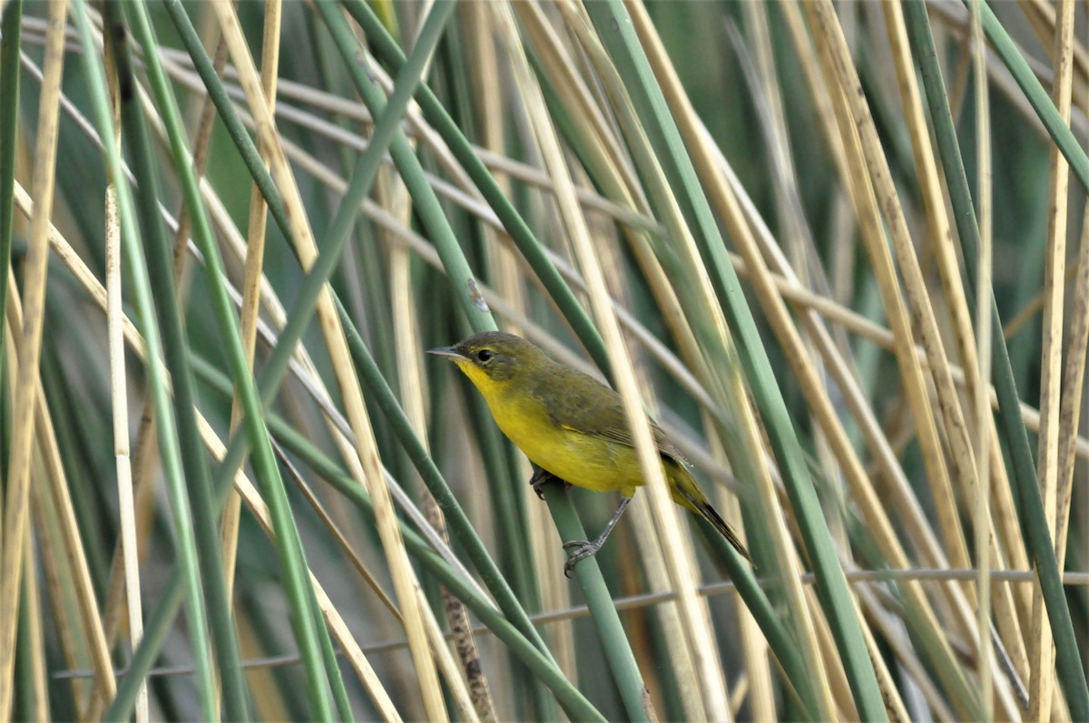 Southern Yellowthroat - ML406959981