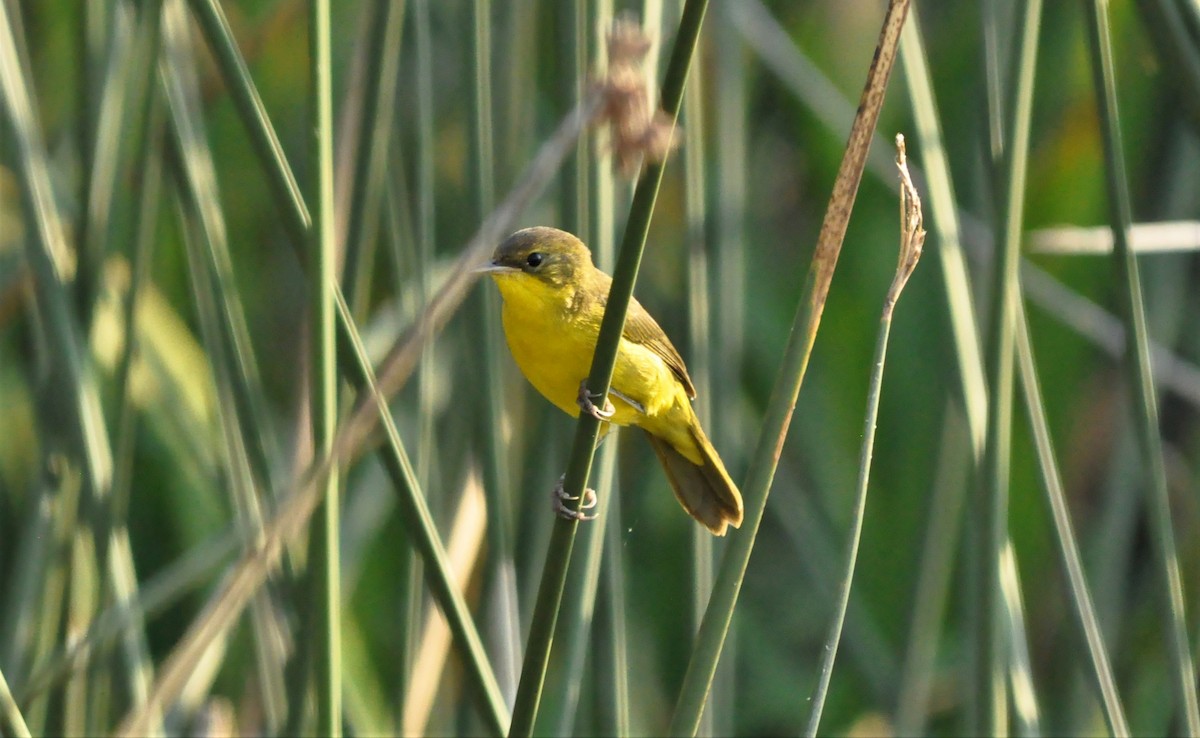 Southern Yellowthroat - ML406960051