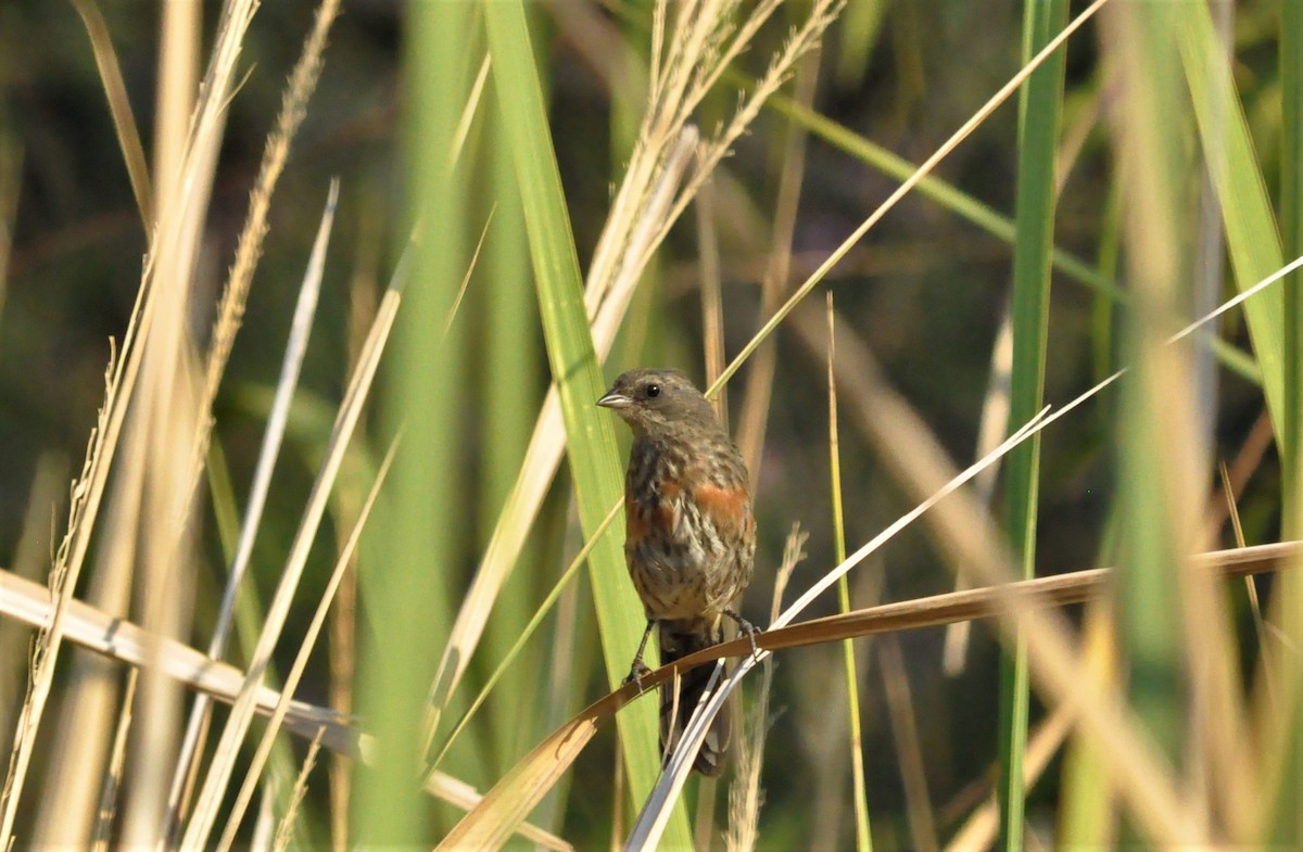 Black-and-rufous Warbling Finch - ML406960131