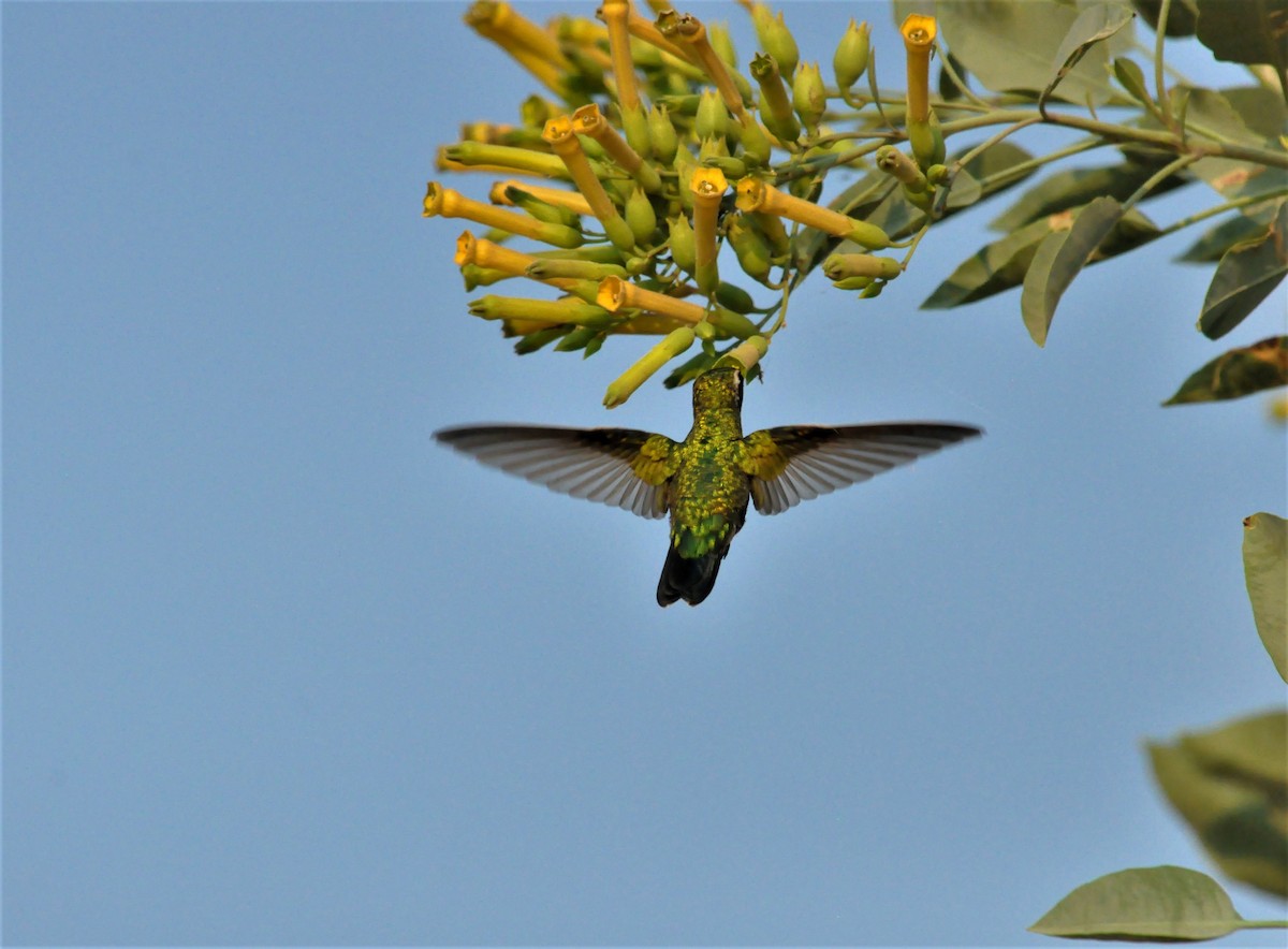 Goldbauch-Smaragdkolibri - ML406960791