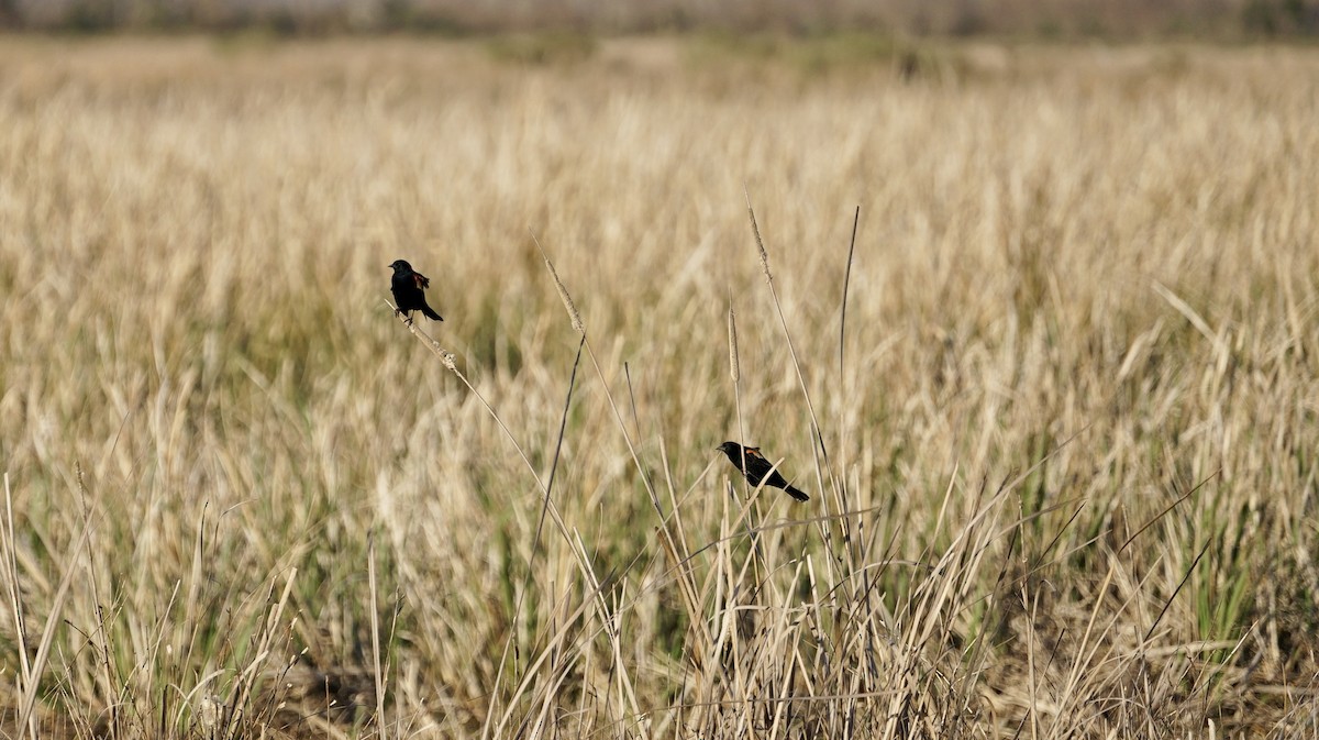 Red-winged Blackbird - ML406961981