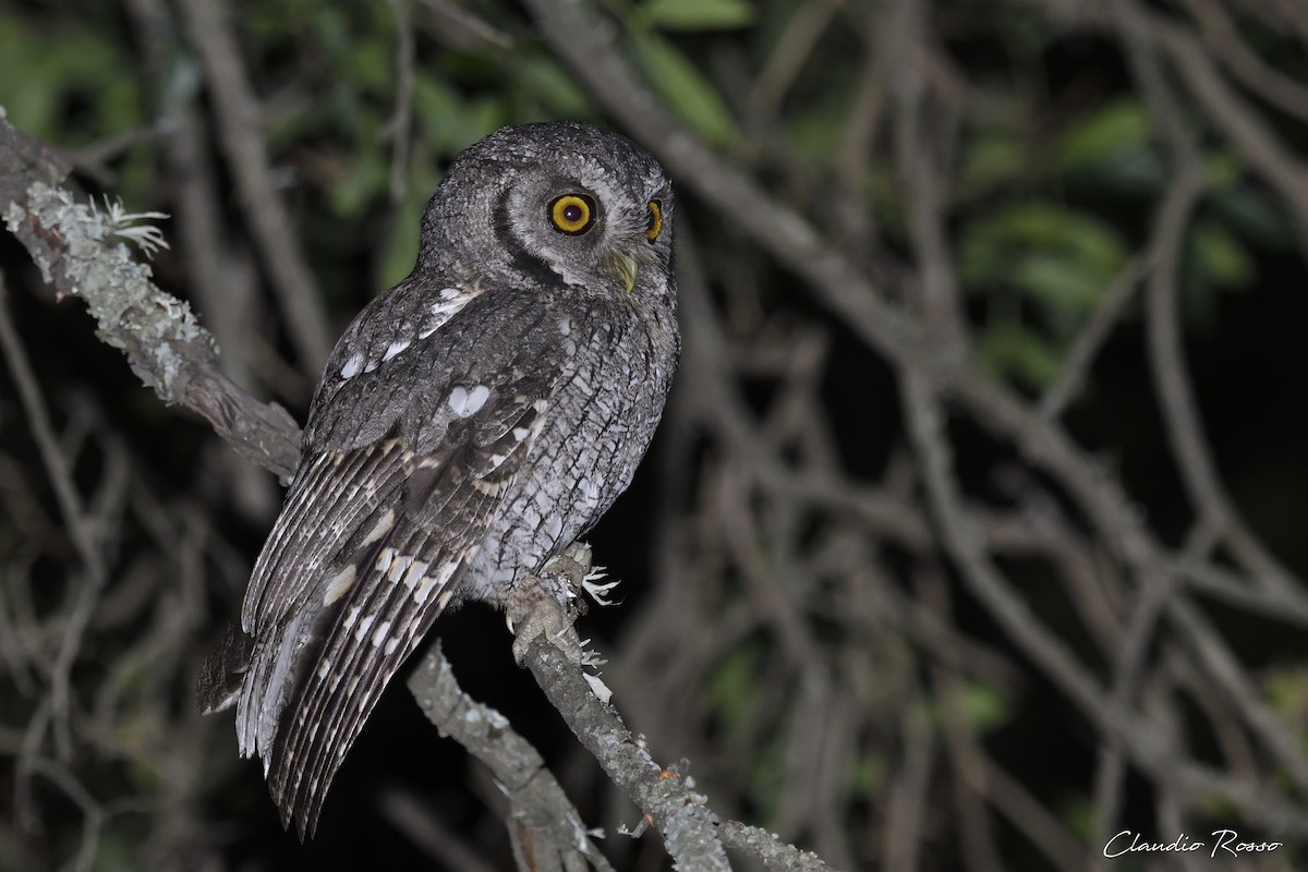 Tropical Screech-Owl - ML406965581