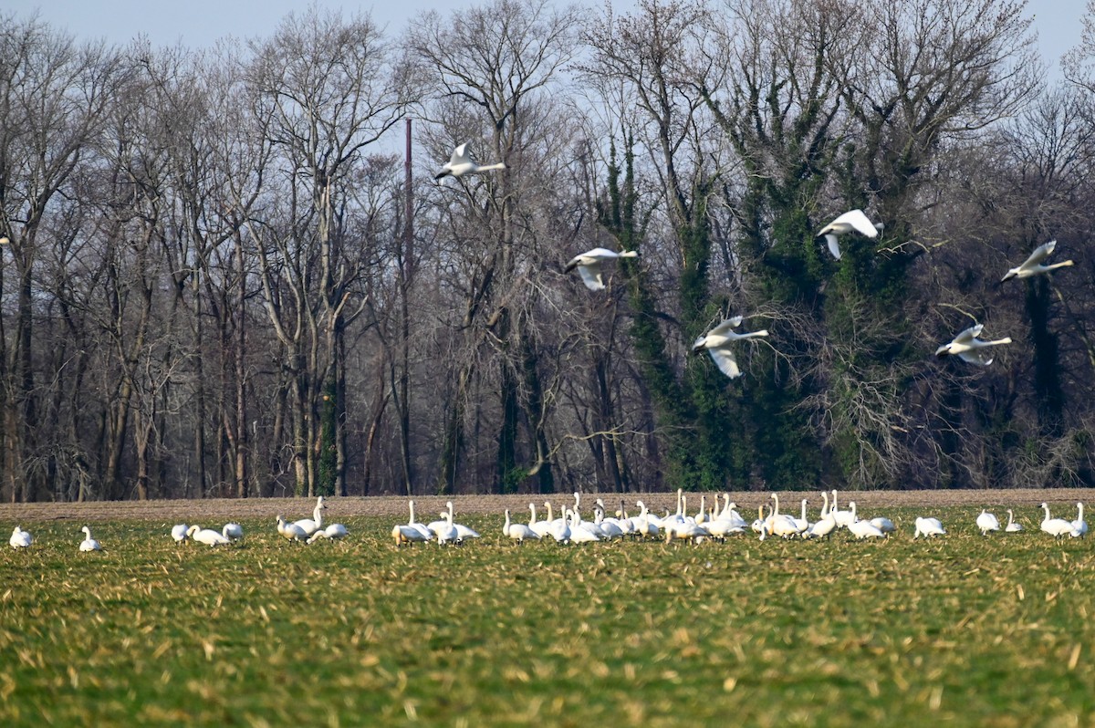 Tundra Swan (Whistling) - ML406966911