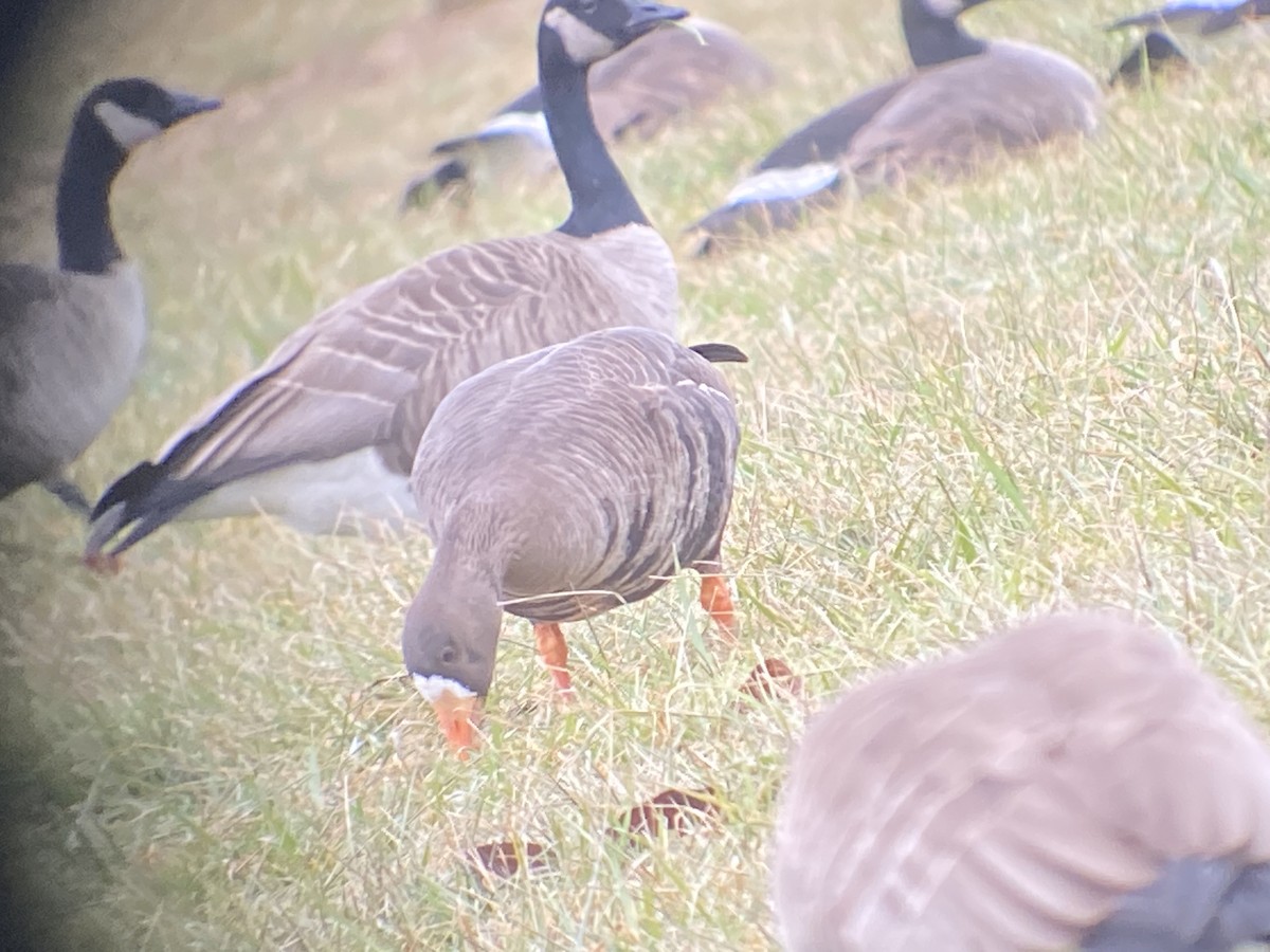 Greater White-fronted Goose - ML406968591