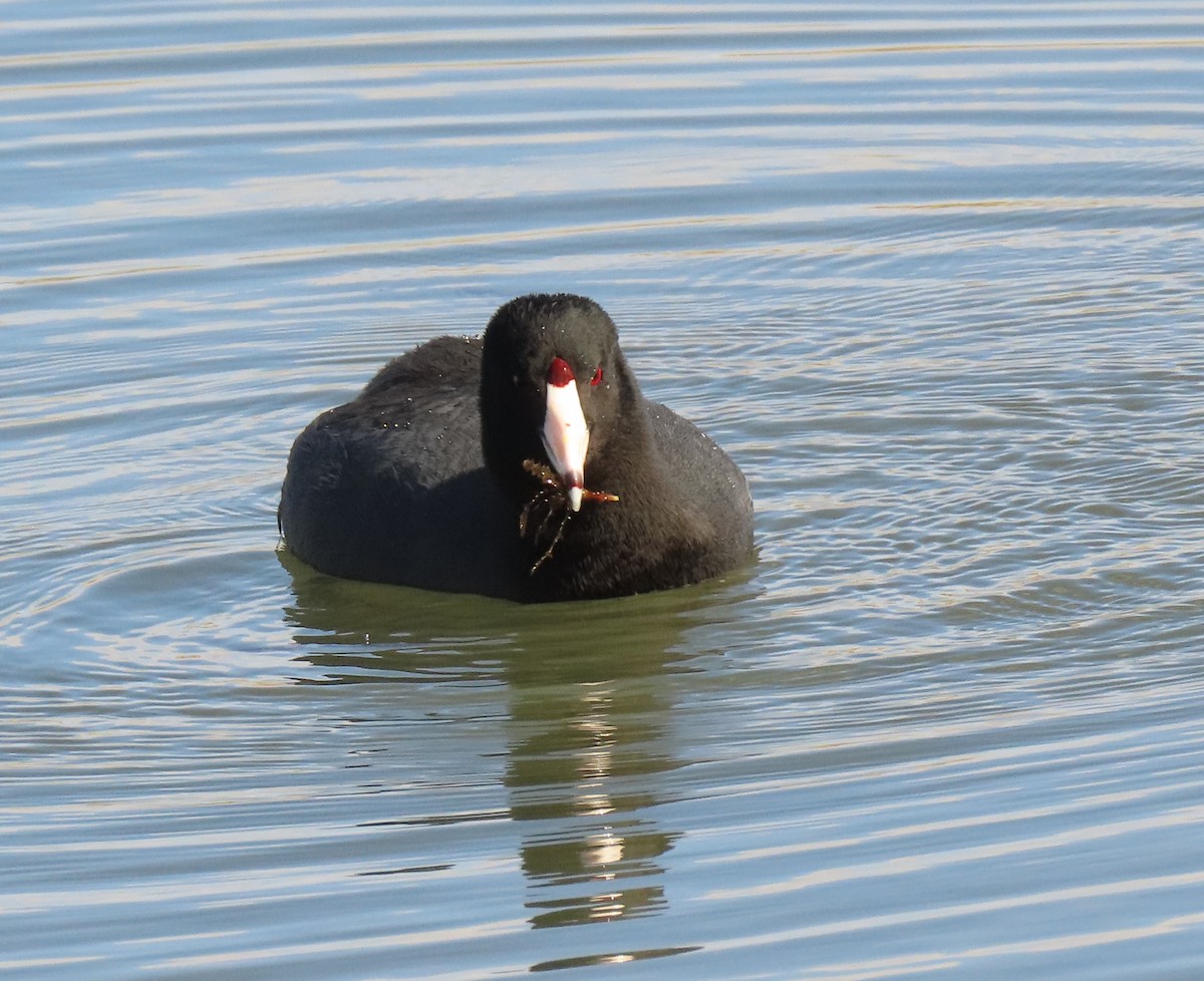 American Coot - Molly Pollock