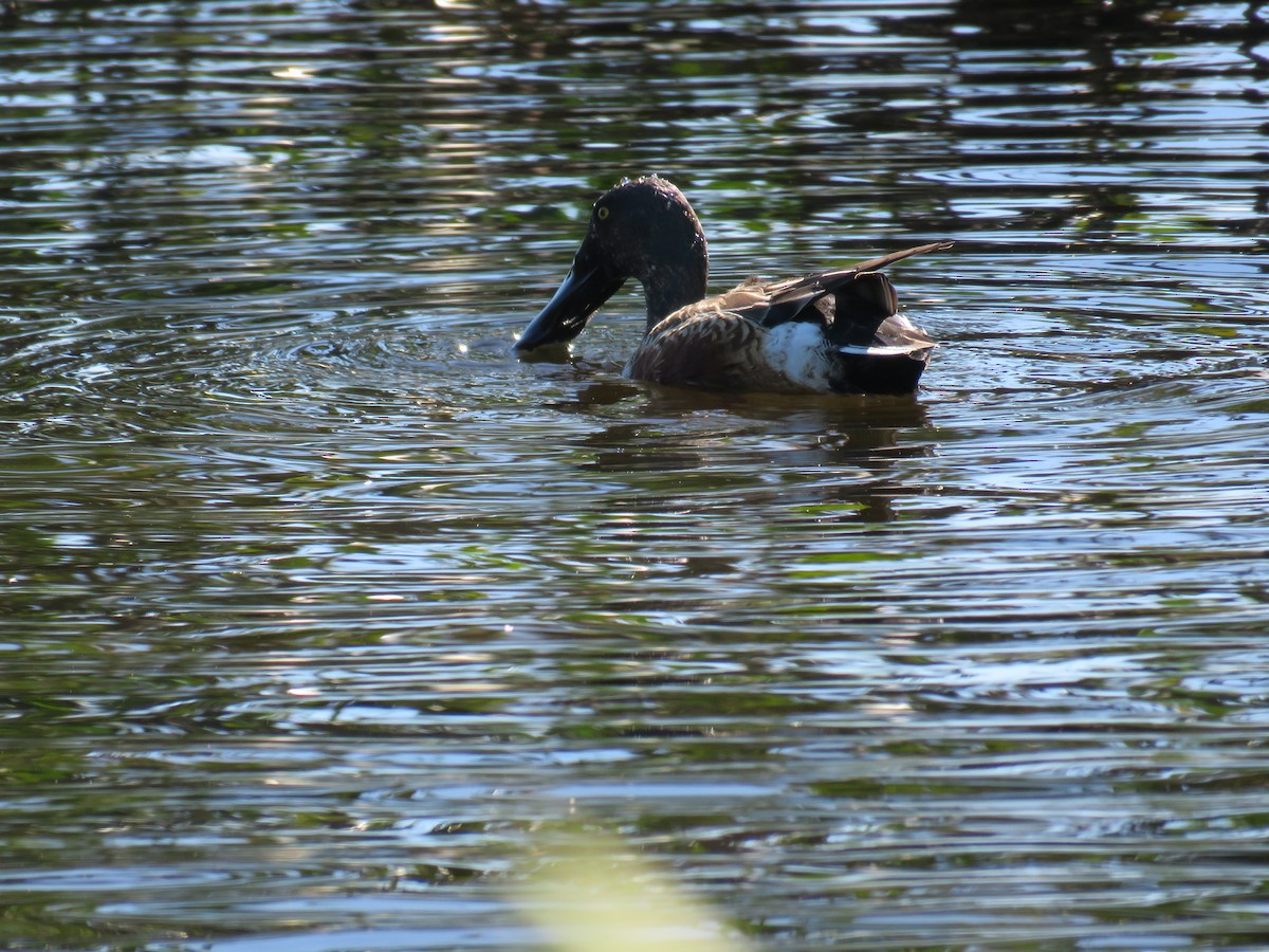 Northern Shoveler - Jessica Anne