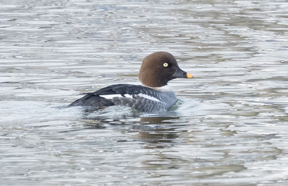 Common Goldeneye - Carl & Judi Manning