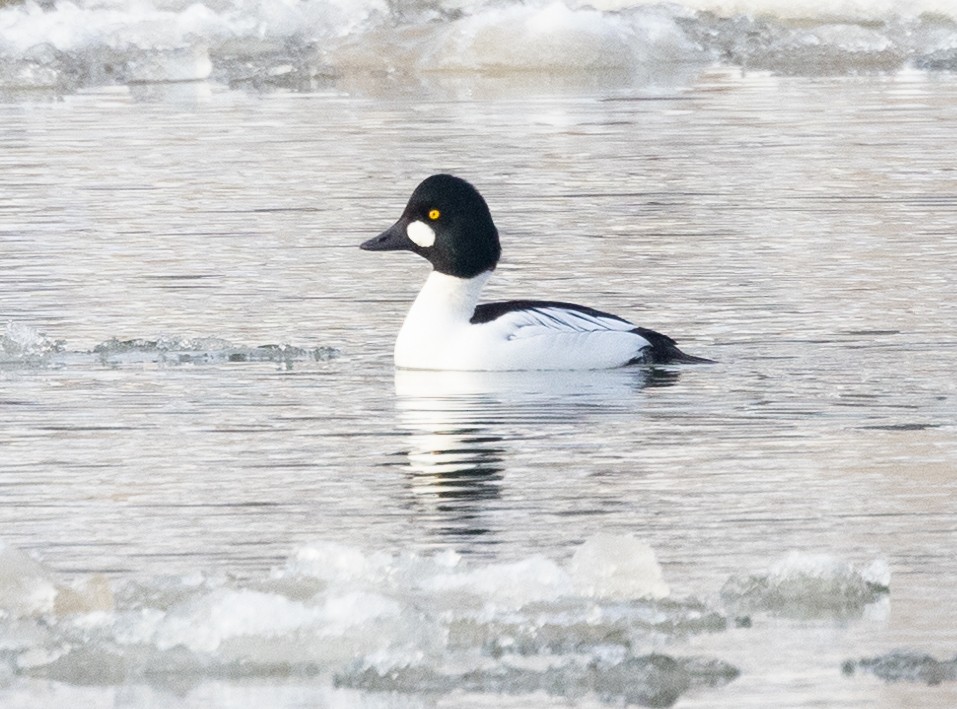 Common Goldeneye - Carl & Judi Manning