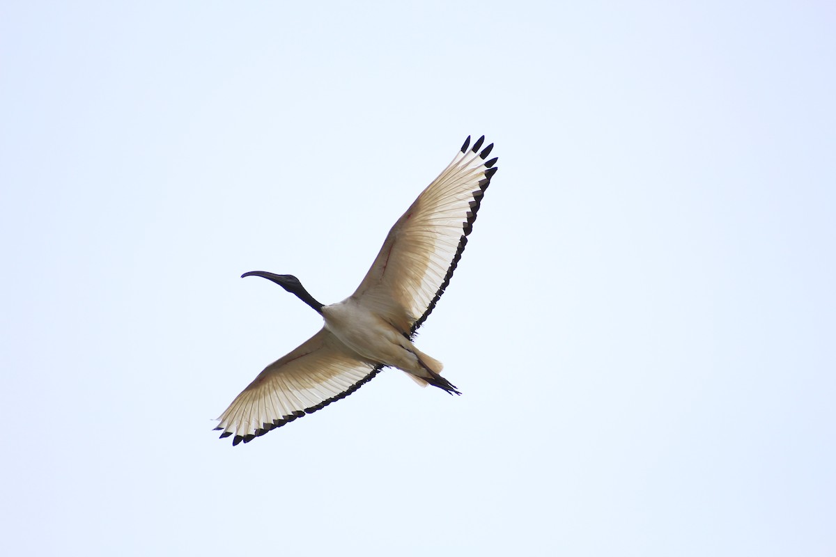 African Sacred Ibis - Thomas Quartier