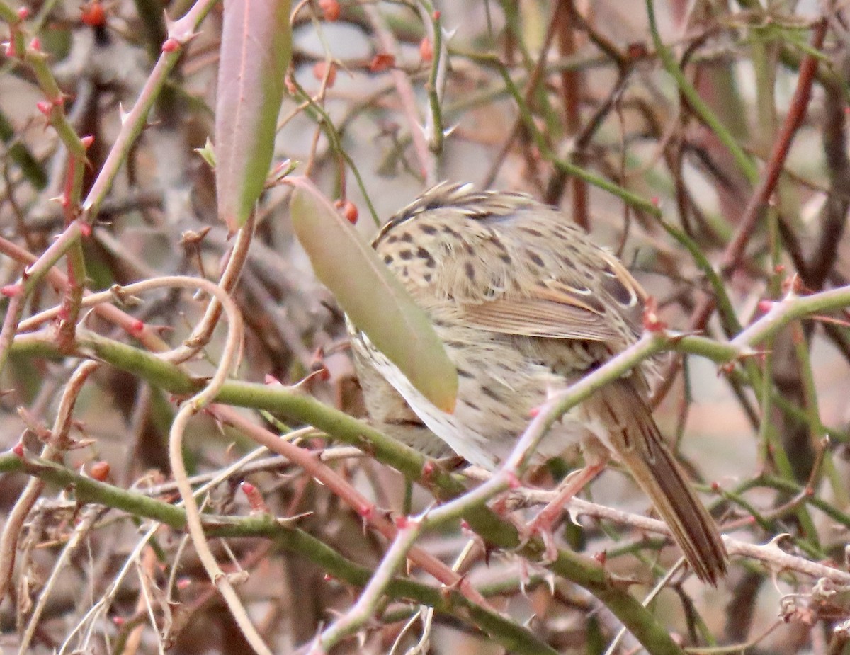 Lincoln's Sparrow - Eric Anderson