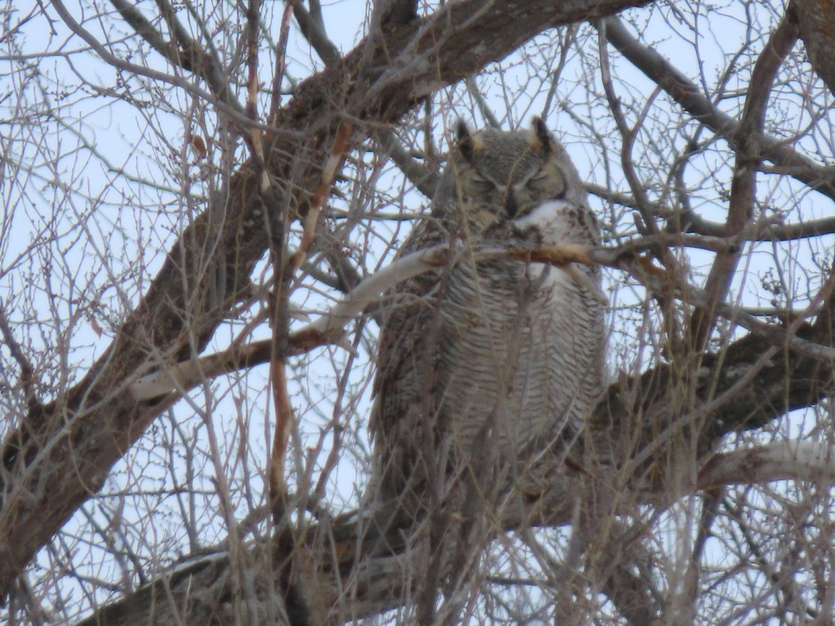 Great Horned Owl - ML406976541