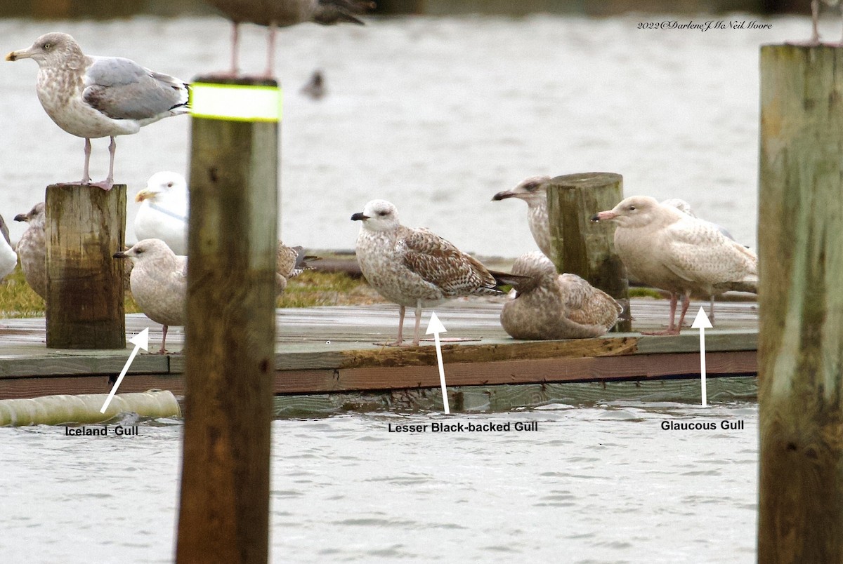 Lesser Black-backed Gull - Darlene J McNeil