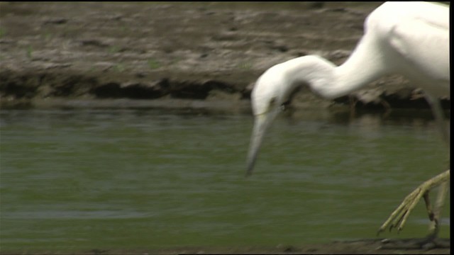 Little Blue Heron - ML406979