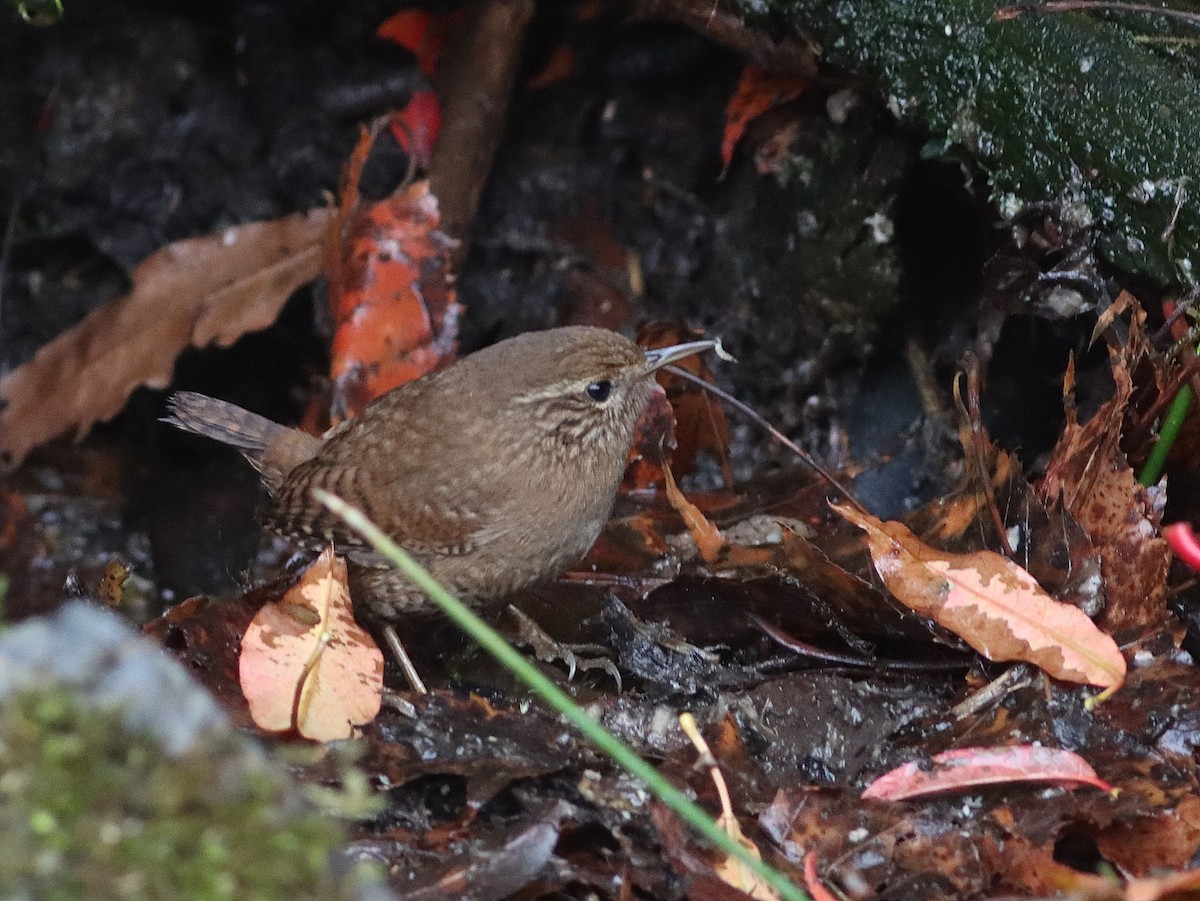 Eurasian Wren - ML406979591