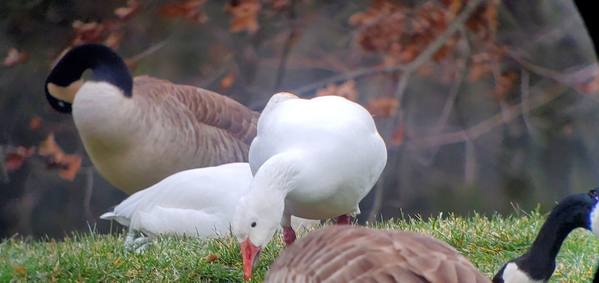 Snow Goose - ML406980531