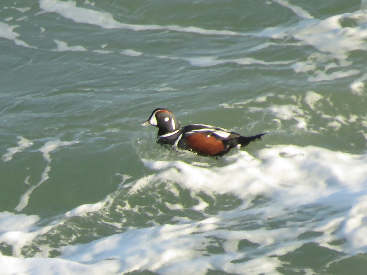 Harlequin Duck - ML406980751