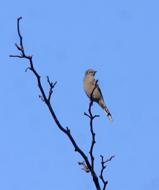 gråsolitærtrost - ML40698111