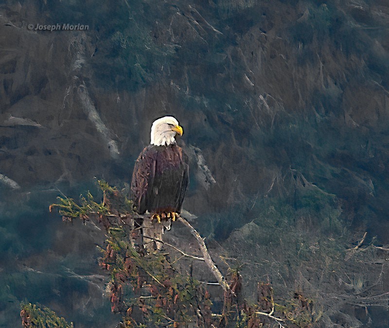 Itsas arrano buruzuria - ML406982561