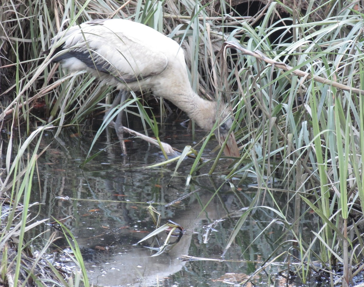 Wood Stork - ML406984501