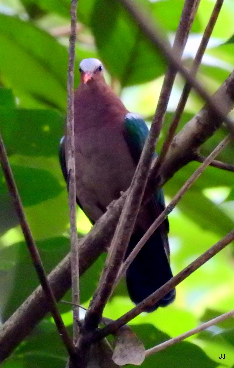 Palomita Esmeralda Cabecigrís - ML40698451