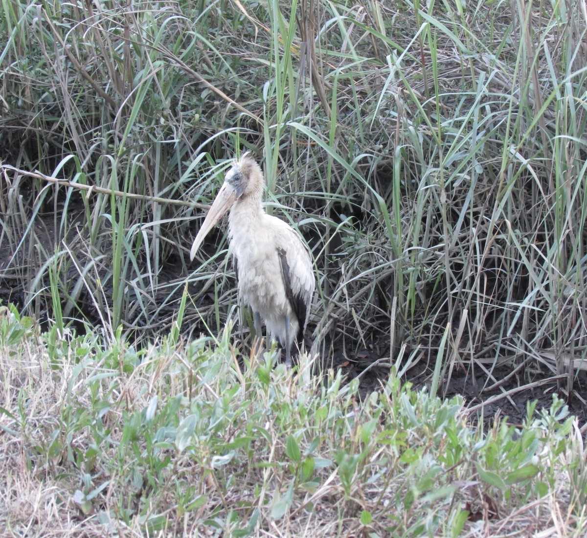 Wood Stork - ML406984561